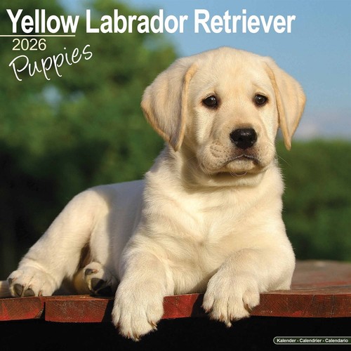 Yellow labrador retriever - yellow,