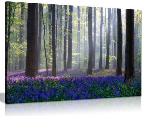 Bluebells canvas print - canvas, framed