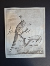 1792 Antique print - English