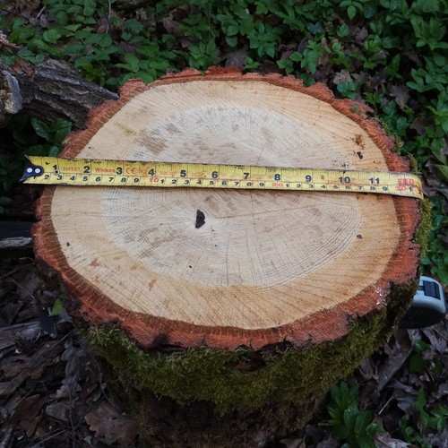 Oak firewood chopping - oak,