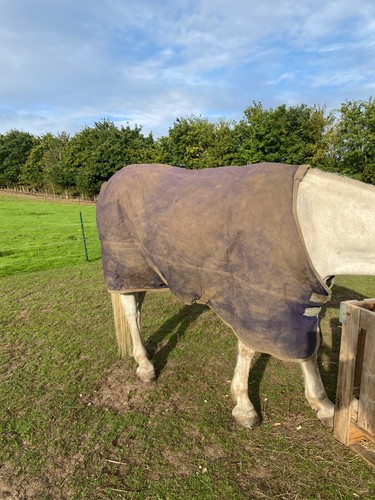 6ft turnout rug saxon - 6ft,