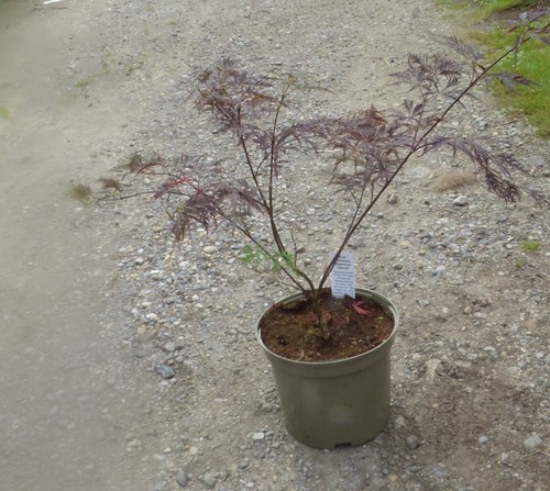 Acer palmatum dissectum garnet - palmatum,