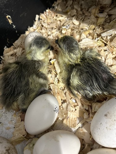 Duck hatching eggs for - hatching,