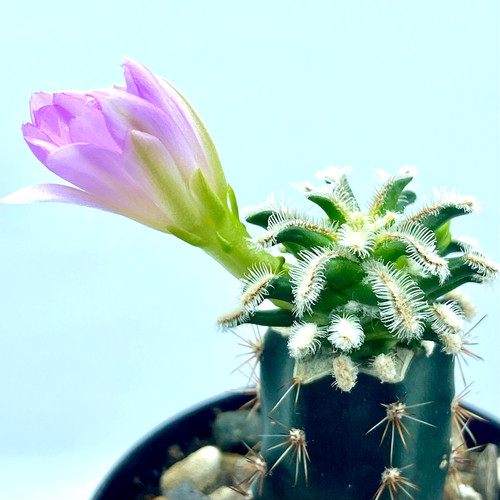 Mammillaria bertholdii white - bertholdii,