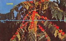 R529482 Coffee Berries Blue Mountain Jamaica Mike Roberts Novelty Trading