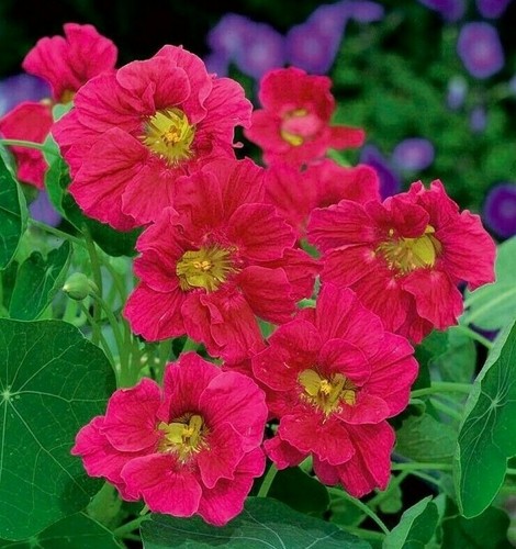 Cherry rose nasturtium - 15,