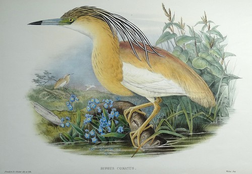 Original antique bird - bird, print