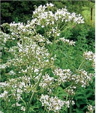 Wild Flower - Valeriana