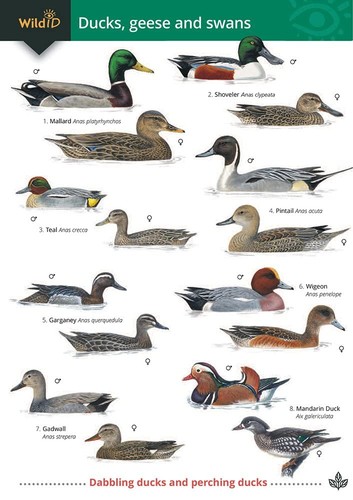 Ducks geese and - swans, (wildid)