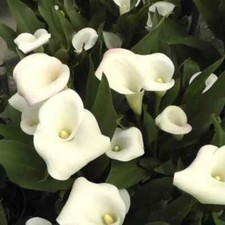 Zantedeschia Crystal Blush x 2 Flower Bulb. Calla Lily. White Summer Flowers.
