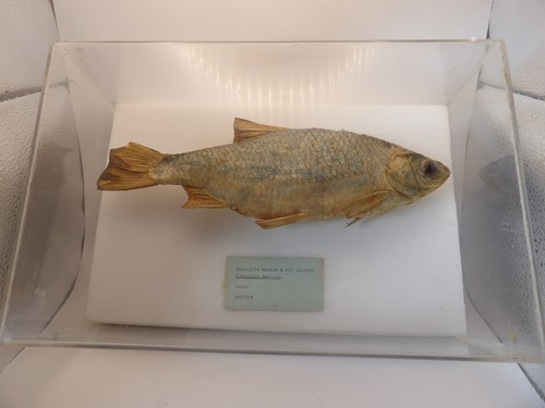 Vintage taxidermy roach - taxidermy, (fish)