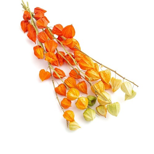 Real dried physalis for autumn - real,