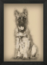 Belgian Shepherd dog 4 mon