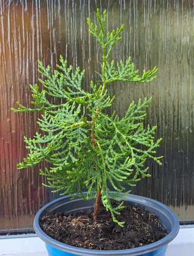 Thuja orientalis - thuja, (2