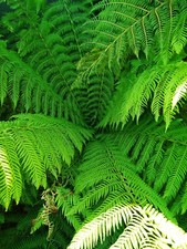   Tree fern spore Dicksonia