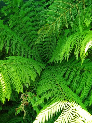 Tree fern spore dicksonia - spore,