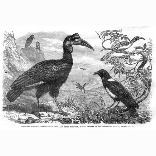 Abyssinian hornbill white - abyssinian,
