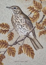 David Mead - SIGNED + DATED - Original Pastel of  'Song Thrush' - 1980 - Framed