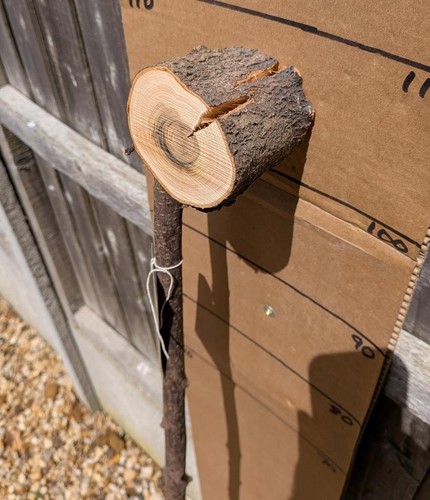 Blackthorn walking stick shank - blackthorn,