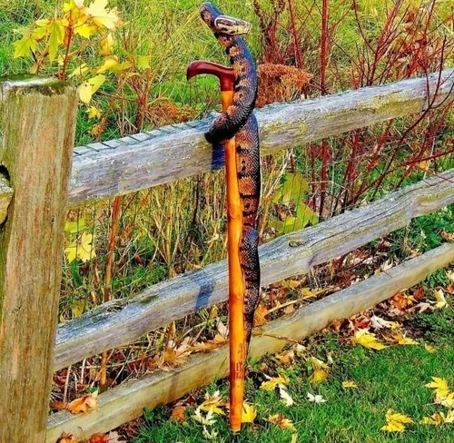Hand carved snake design