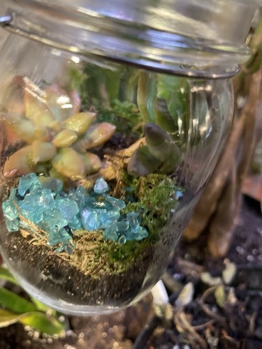terrarium