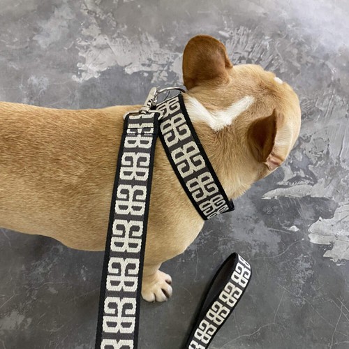 Dog rope teddy golden - dog,