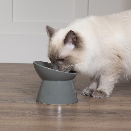 Raised cat bowl water food - cat,