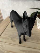 A Stunning Belgian Shepard Dog