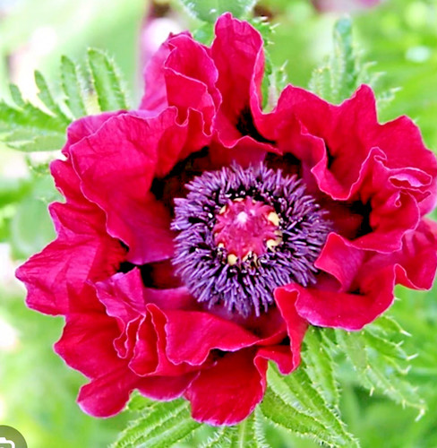 Poppy papaver harlem in - x,