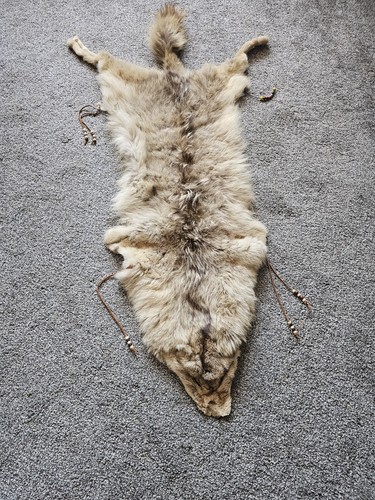 Genuine black backed jackal - genuine,