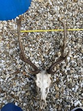 Fallow Buck Deer Skull and