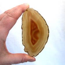 Banded Natural Orange Cream
