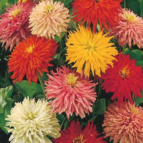 Giant cactus zinnia mix seeds - giant,