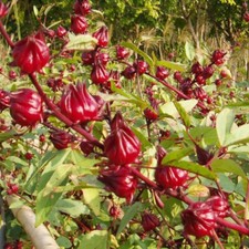 50pcs Roselle Seeds Asian Sour