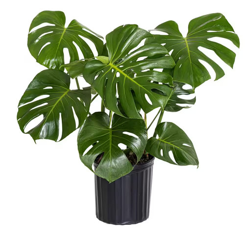 Monstera deliciosa split leaf - deliciosa, split-leaf
