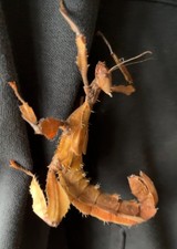 ? Giant Prickly Stick Insect Eggs (Extatosoma tiaratum)  Easy & Fascinating pet