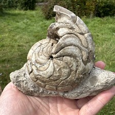 Fossil nautilus - fossil,