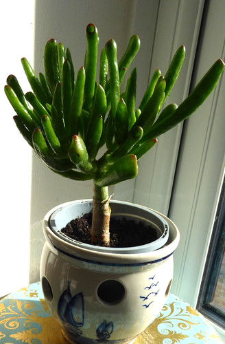 Money tree jade crassula - tree,
