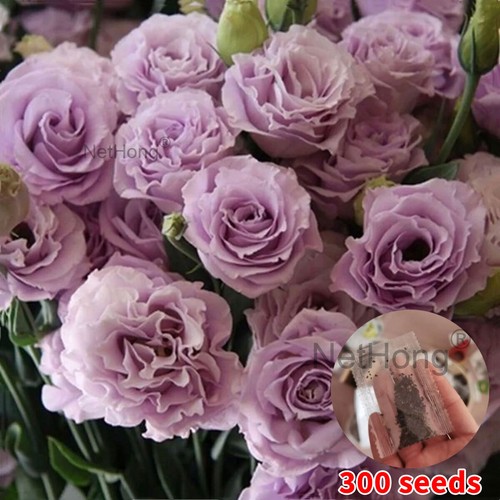 300pcs lotus rose - lotus/rose, seeds