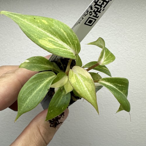 Philodendron gloriosum - philodendron,