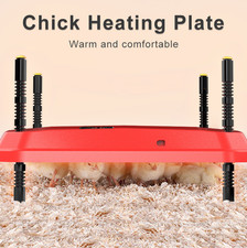 12" Chick Brooder Poultry
