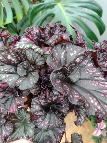 Begonia rex cumbia - begonia,