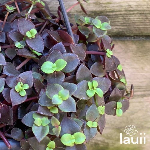 Crassula pellucida rubra - crassula,