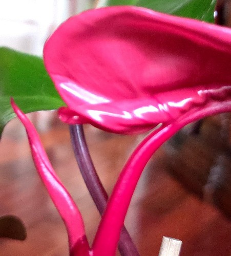 Very rare philodendron pink - very,
