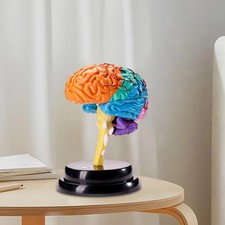 Human Brain Model Anatomy Tool