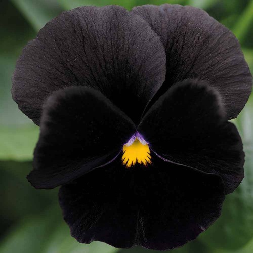 Pansy seeds perennial flower - pansy,