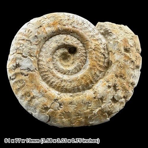 Hildoceras fossil ammonite - hildoceras,