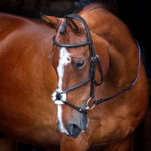Shires horse velociti rapida - horse,