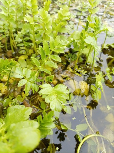 Fool watercress live pond - fool’s,