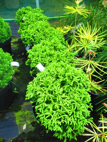12inch diameter japanese - diameter,